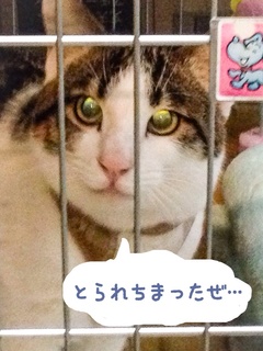 image.jpg